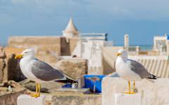Gemytliga kuststaden Essaouira
