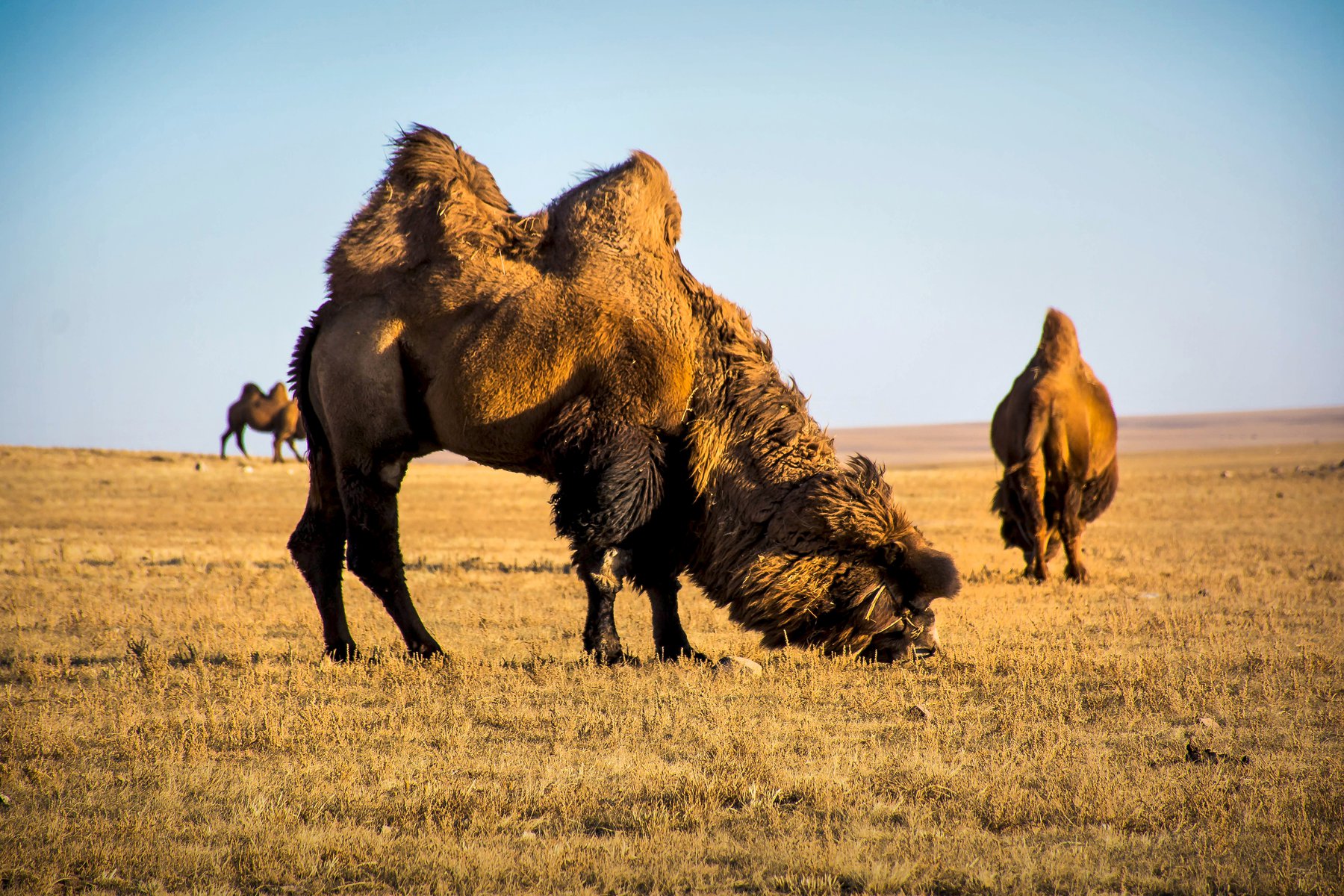 Närkontakt på de mongoliska stäpperna