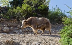 Resa Mustang Ghemi jakar