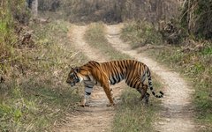 Resa Nepal Chitwan tiger