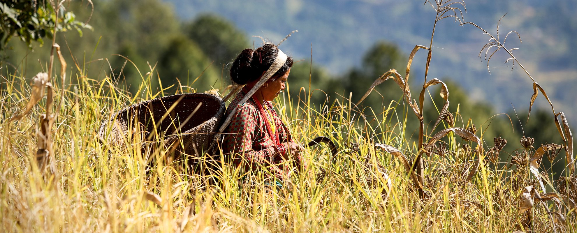Under vandringen passerar du bybor som jobbar på fälten