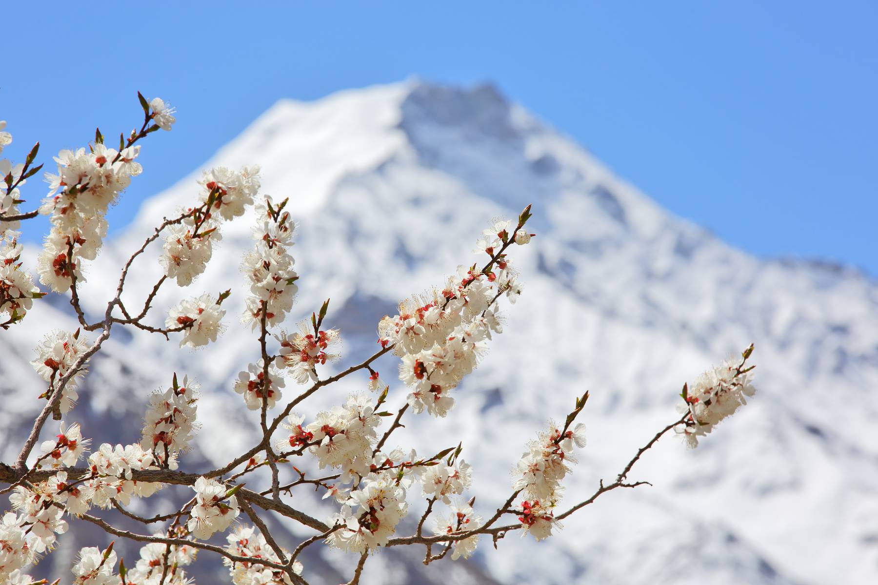 Resa Pakistan aprikosblomning