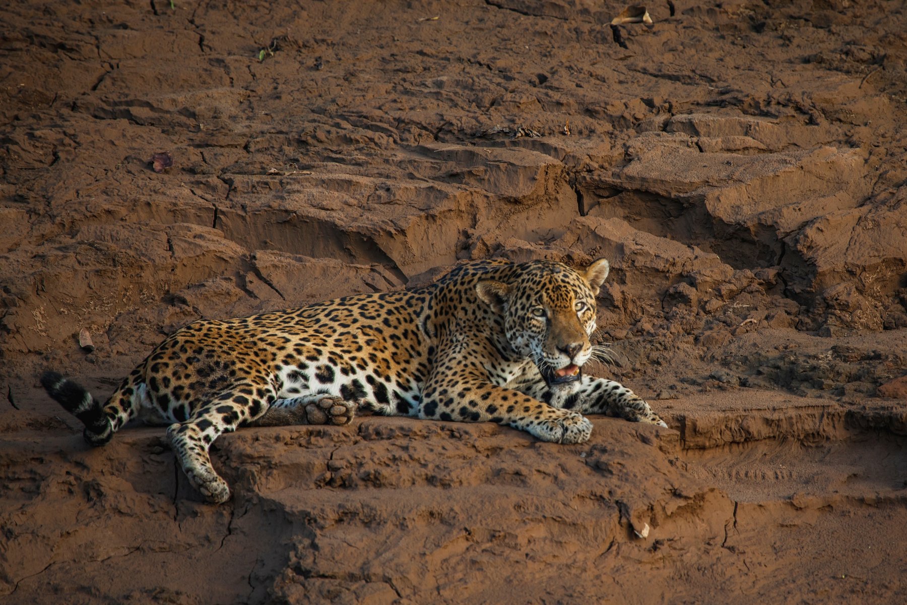 Under båtfärden i Tambopata spanar du efter jaguar