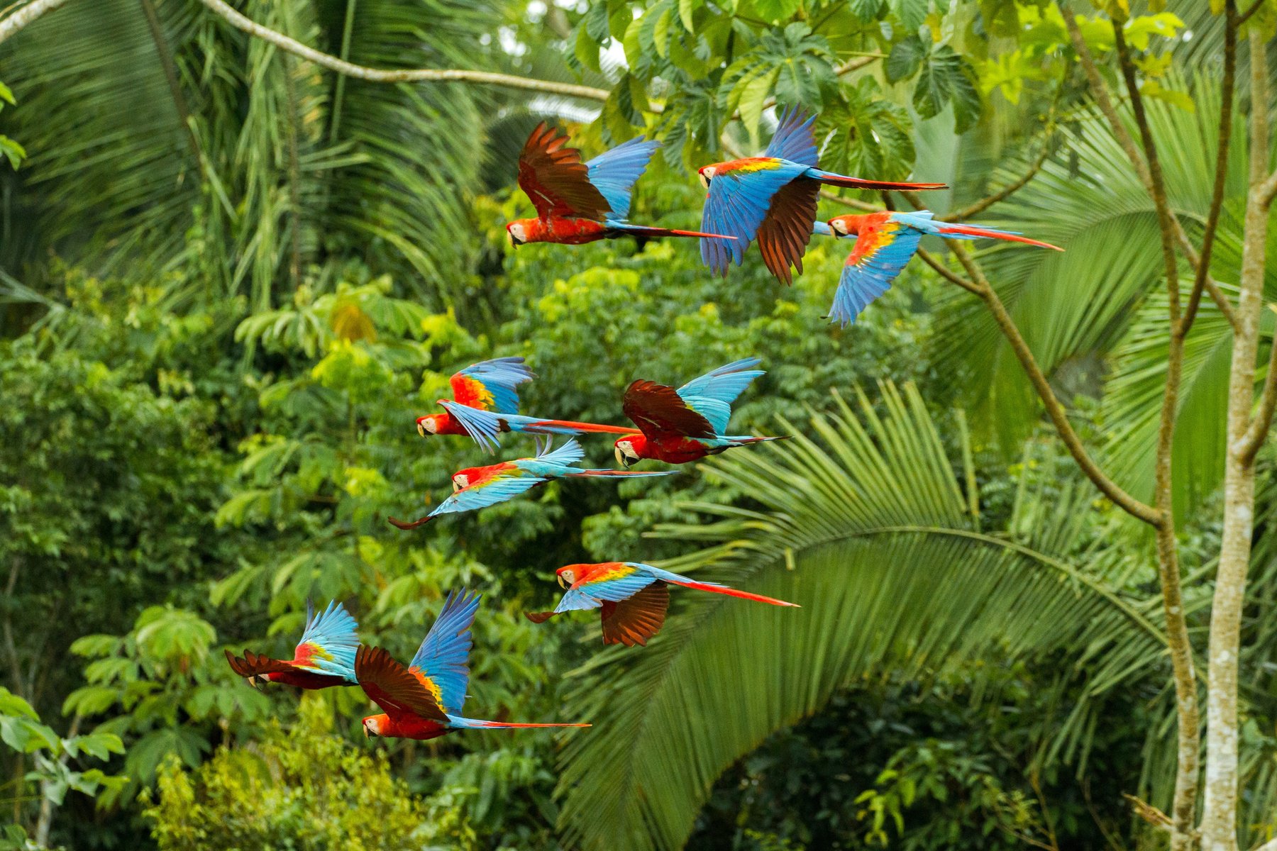 Makalös biologisk mångfald i naturreservatet Tambopata