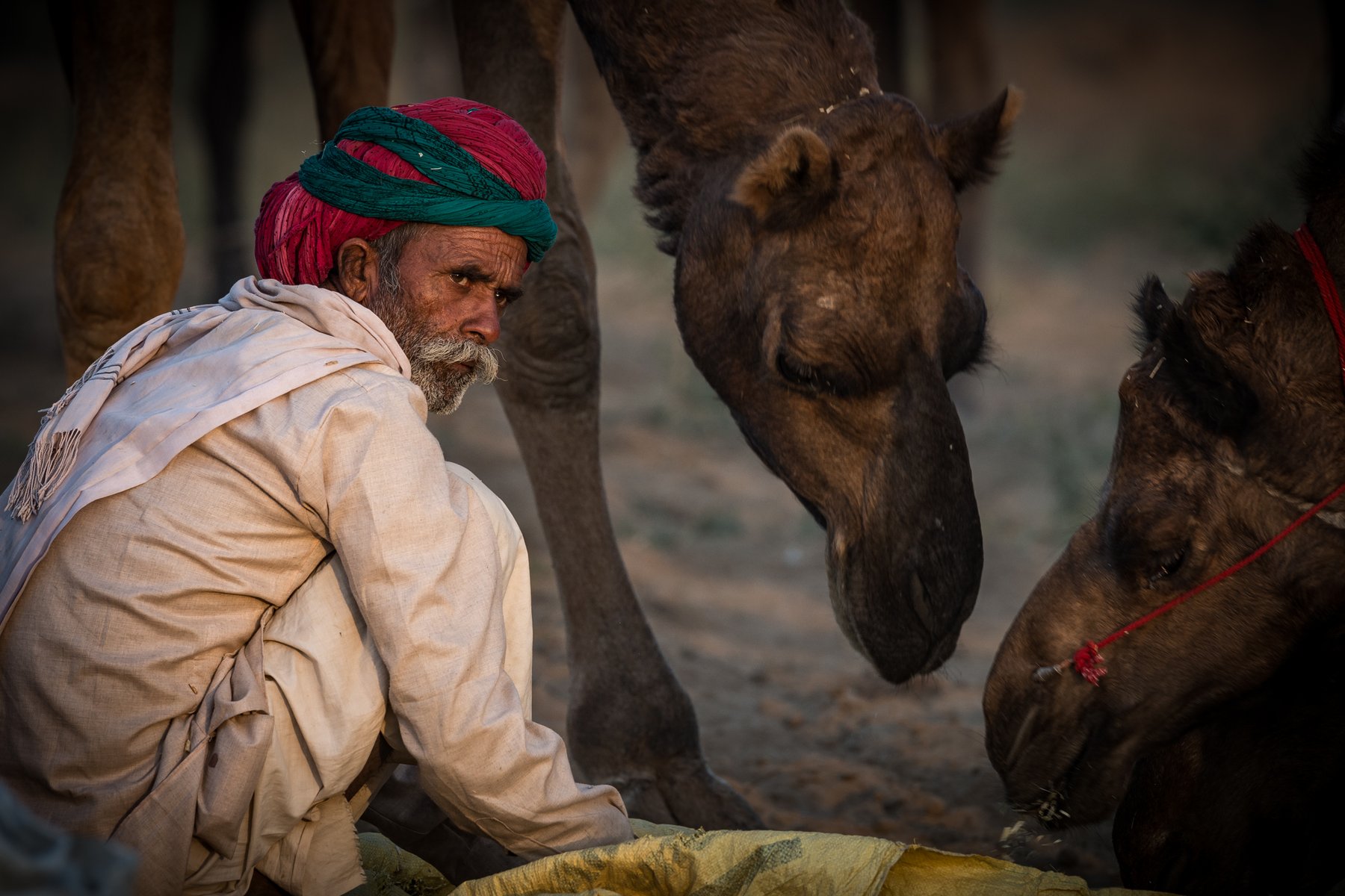 Under höstens avgång besöker du kamelmarknaden i Pushkar