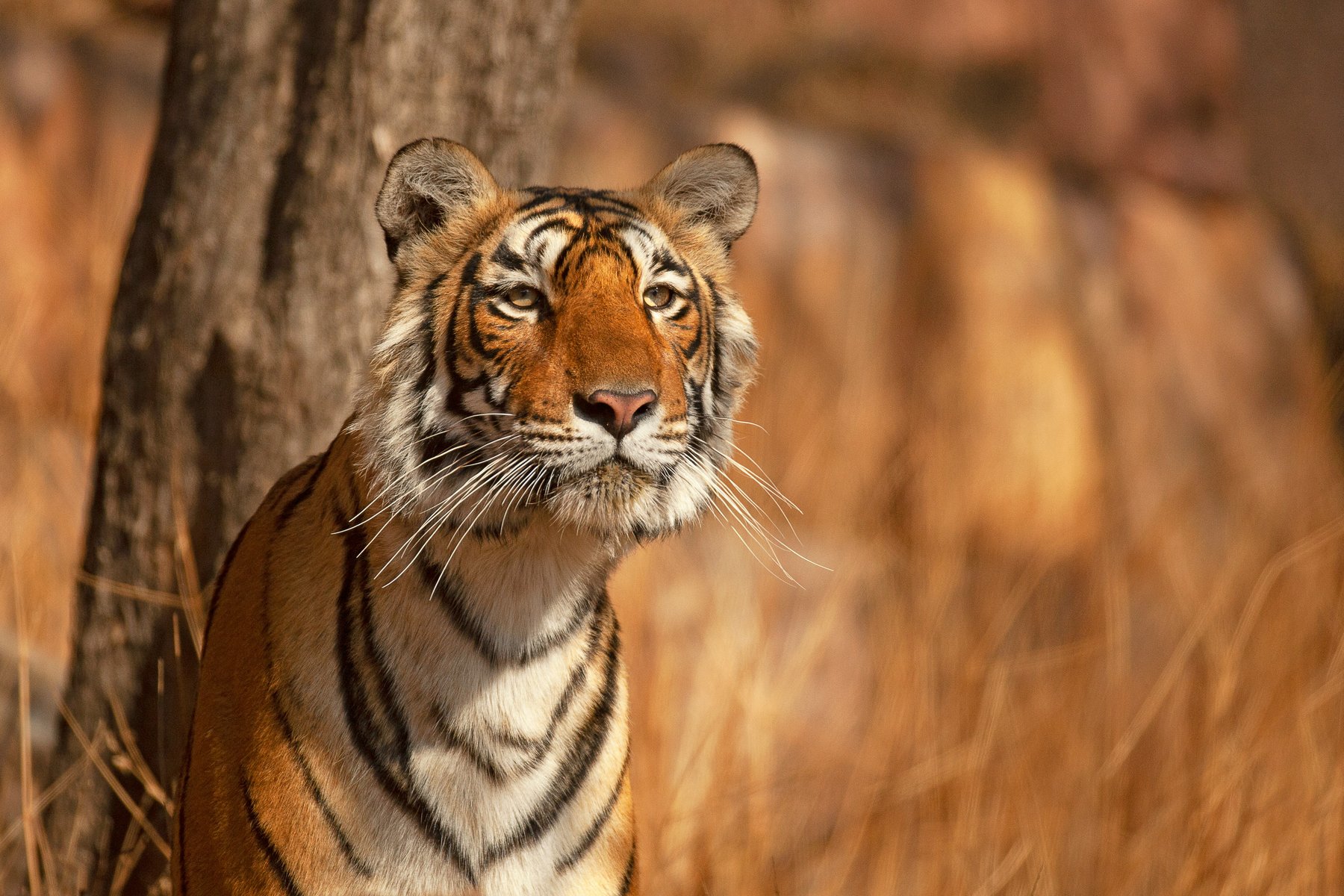 Du spanar efter tigrar i Ranthambore nationalpark