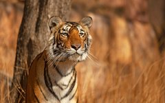 Du spanar efter tigrar i Ranthambore nationalpark