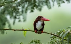 Resa Rajasthan kingfischer