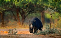 Resa Rajasthan läppbjörn