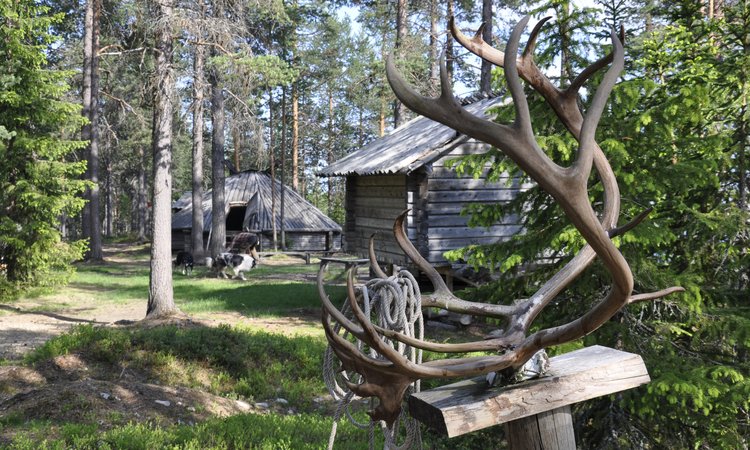 En natt bor du i traditionell kåta i ett sameläger vid en sjö