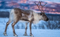 Du ser både vilda och tama renar under resan