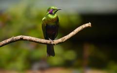 Sierra Leone har ett fantastiskt fågelliv