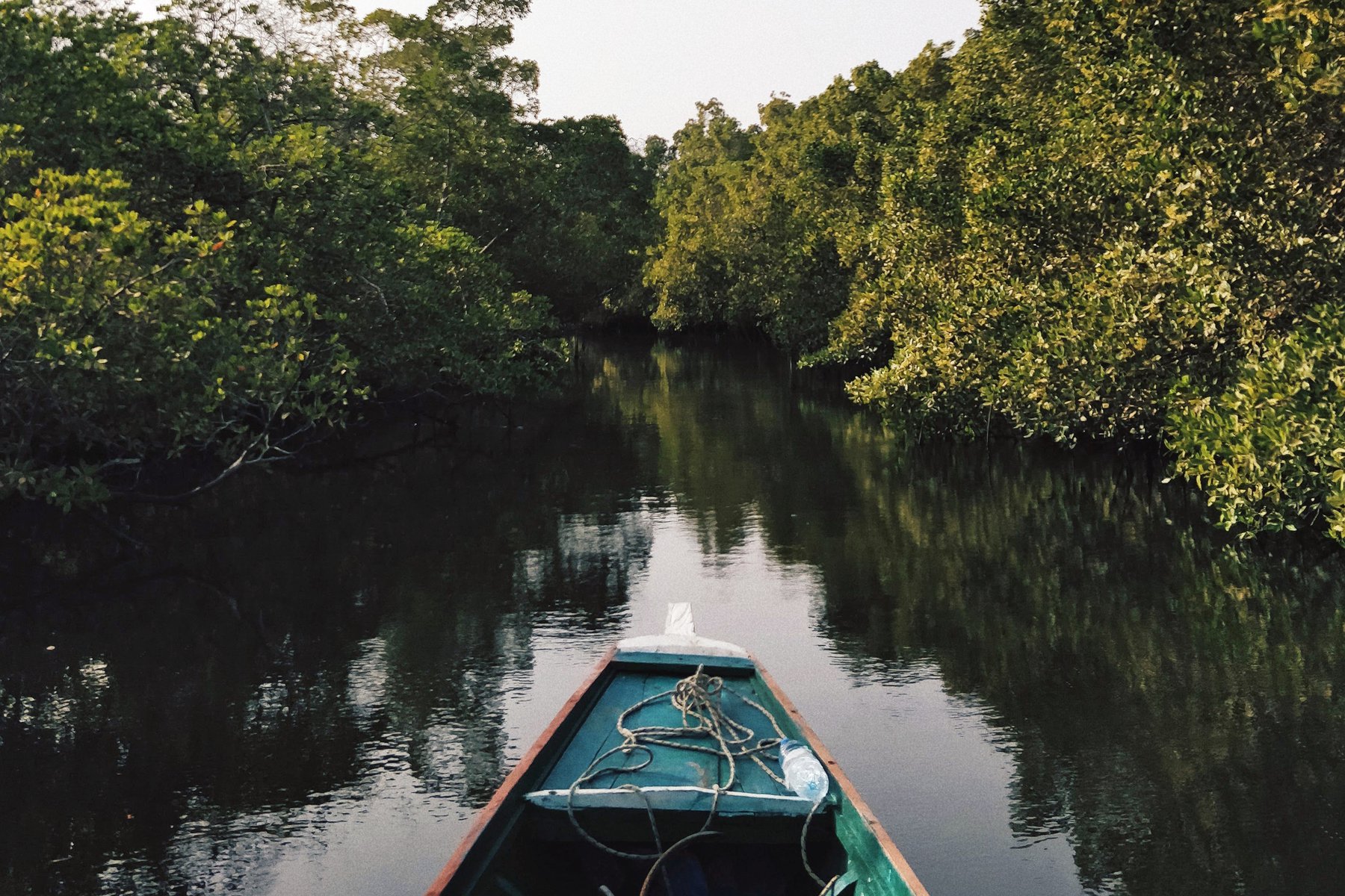 Paddling genom mangroveskog