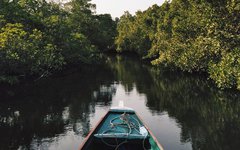 Paddling genom mangroveskog