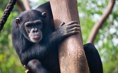 Besök på chimpansreservat utanför Freetown