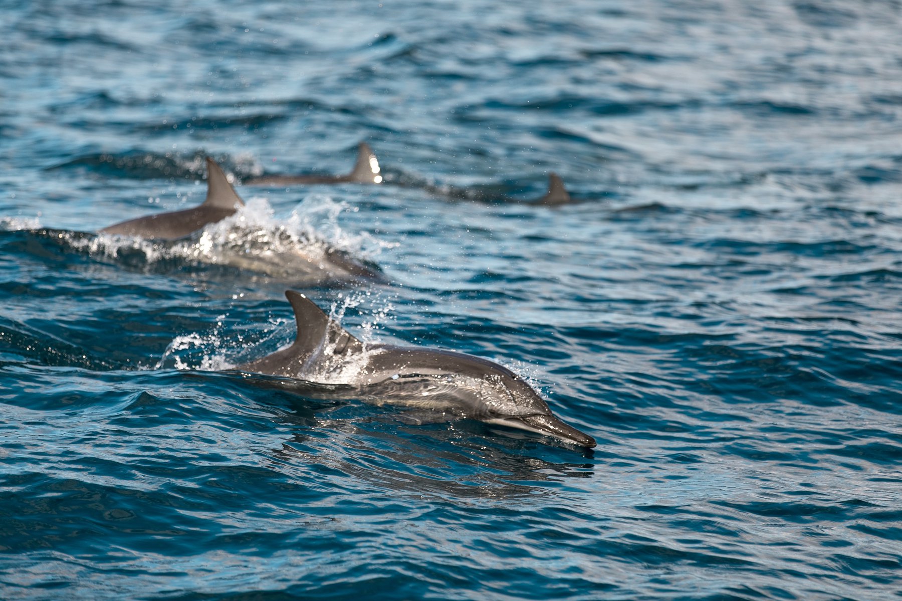 Utanför Trincomalee har du möjlighet att spana efter delfiner