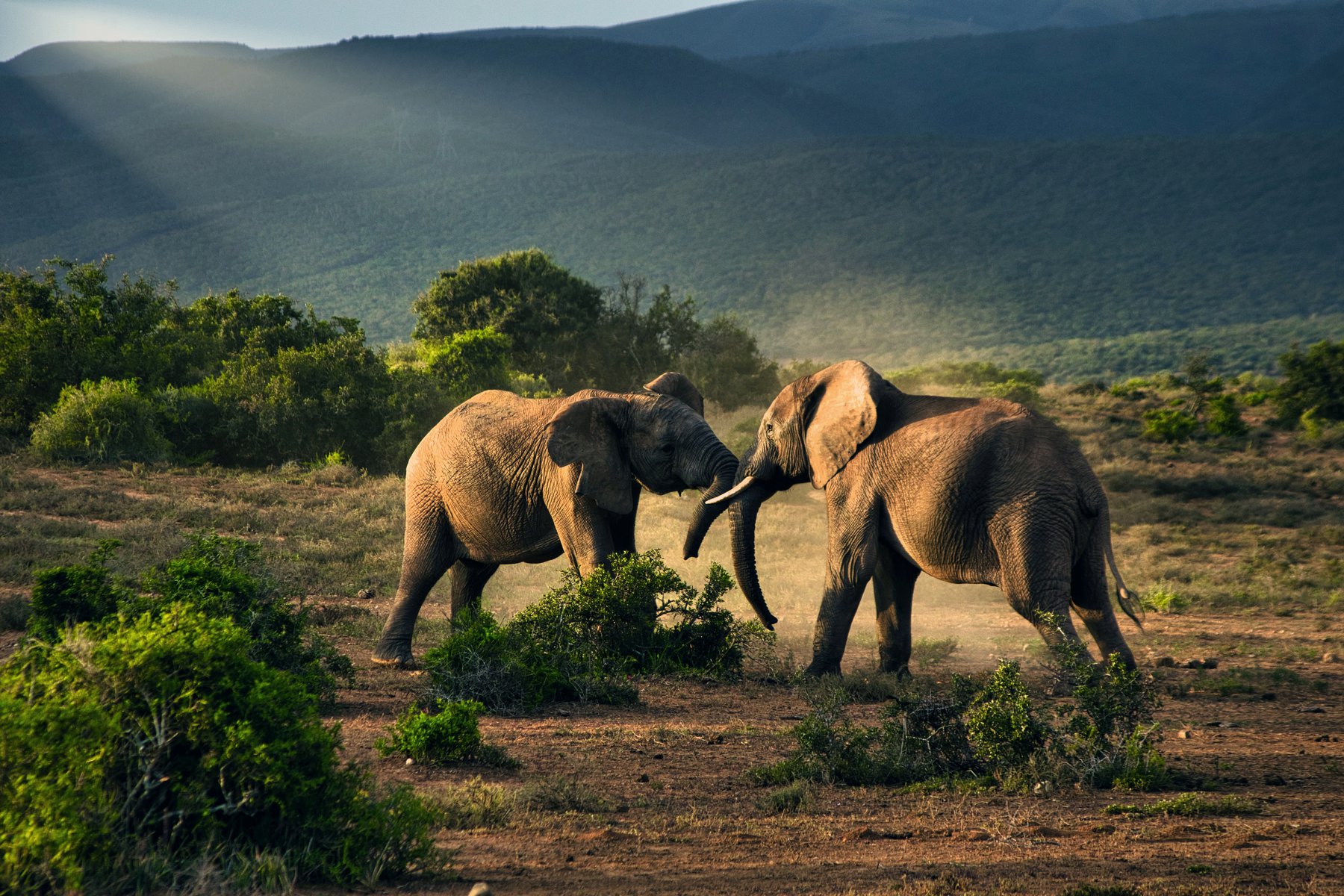 Elefanter i nationalparken Addo
