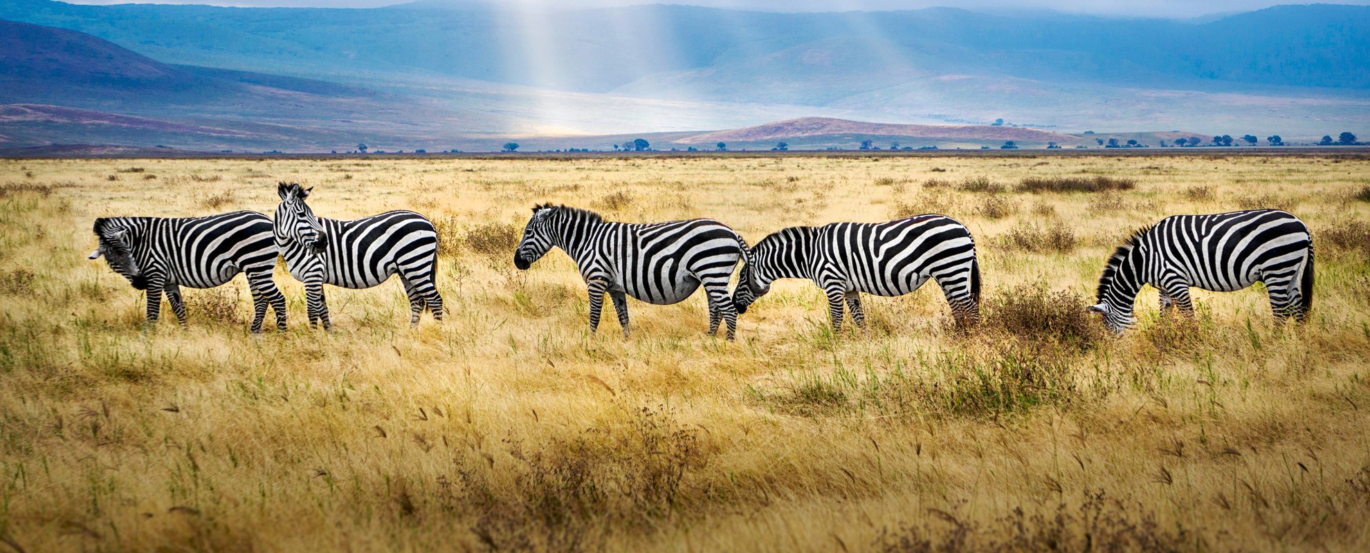 Du besöker den fantastiska Ngorongoro-kratern