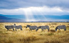 Du besöker den fantastiska Ngorongoro-kratern