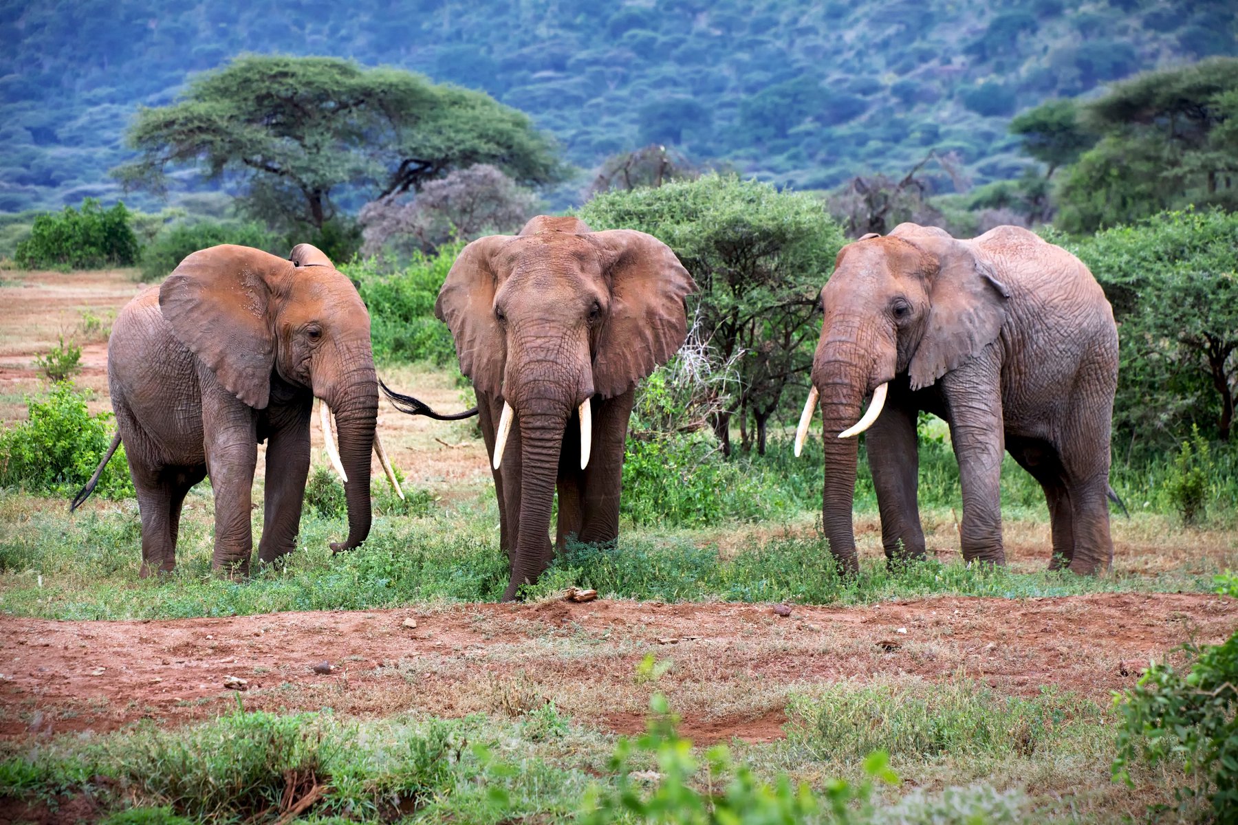 Du ser bland annat elefanter vid Tarangire nationalpark