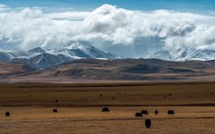 Resa Tibet Kyirong