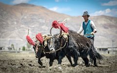 Resa Tibet bonde jakar