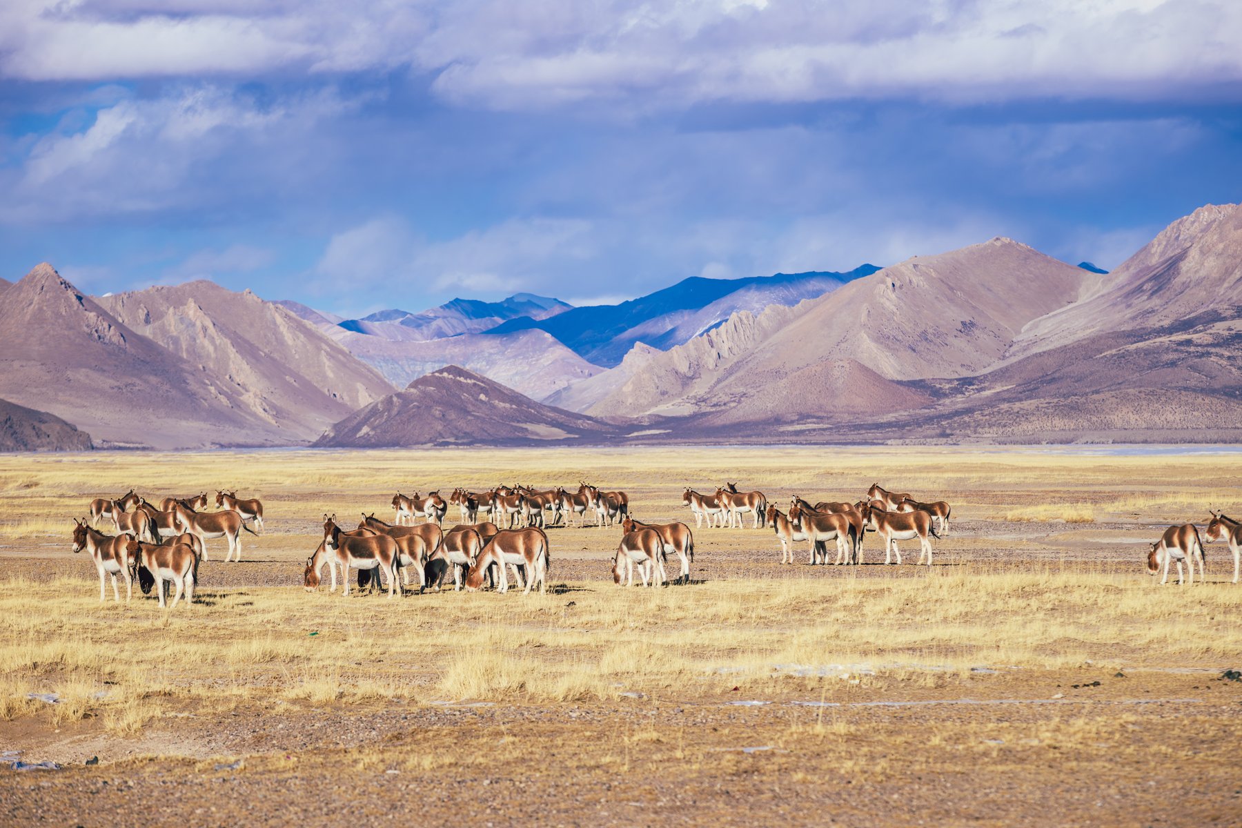 Hjord av Kiang (Tibetansk vildåsna) på det tibetanska höglandet nära Shigatse