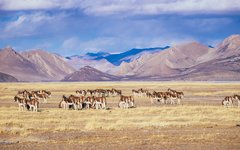 Hjord av Kiang (Tibetansk vildåsna) på det tibetanska höglandet nära Shigatse