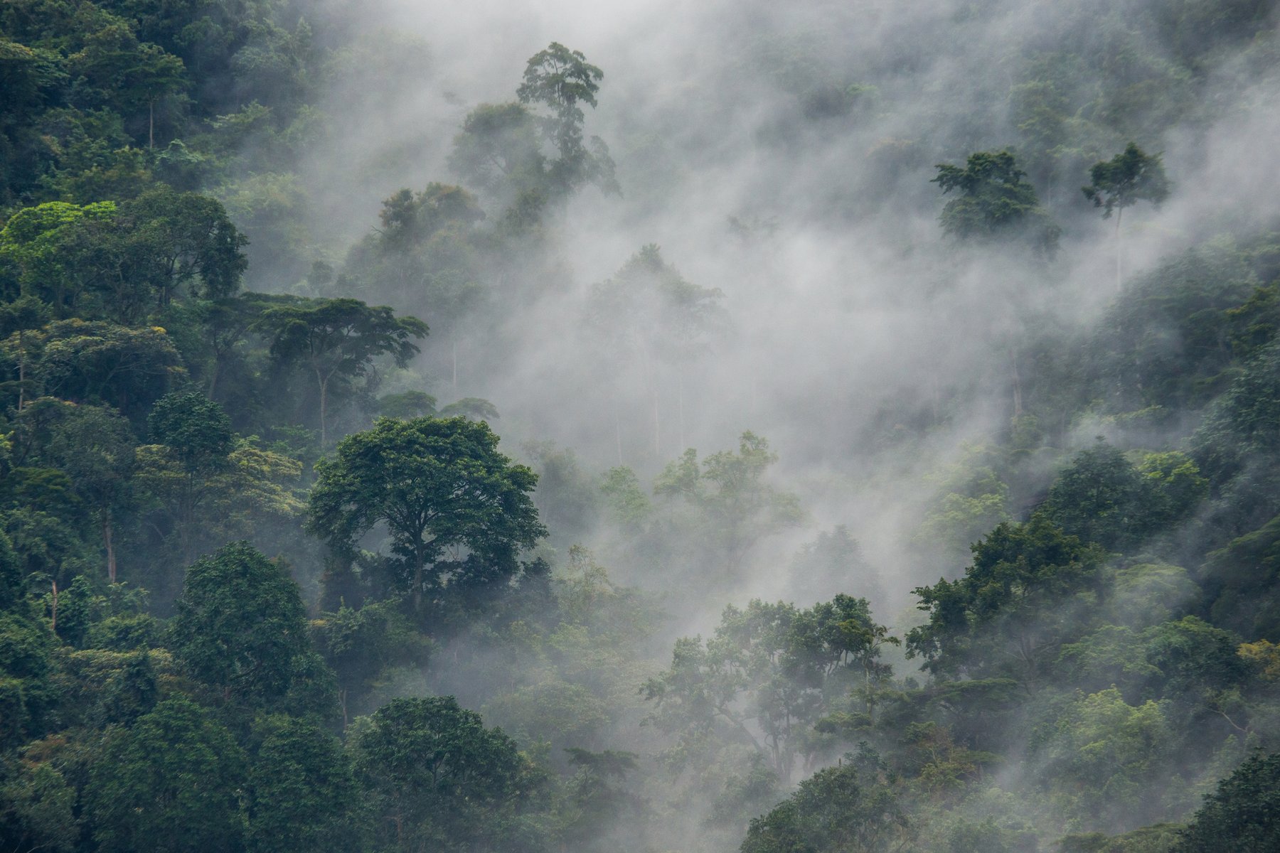 Den mytomspunna nationalparken Bwindi