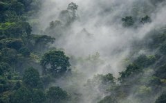 Den mytomspunna nationalparken Bwindi