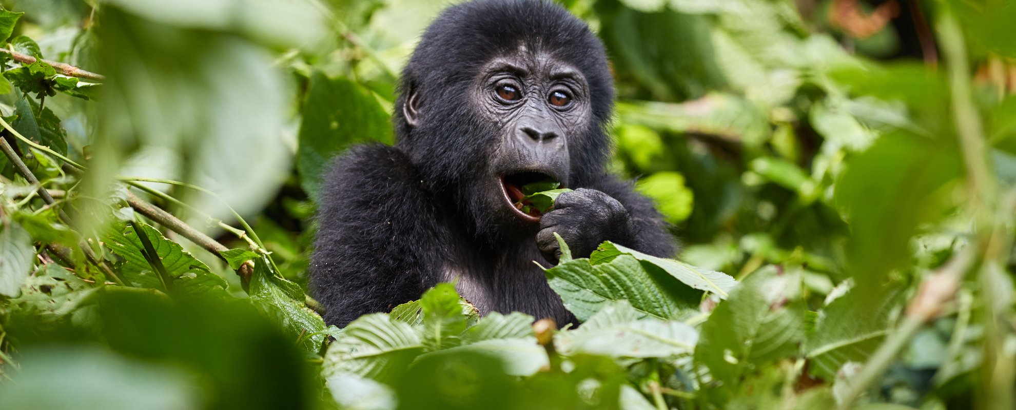 Möten med bergsgorillorna i Bwindi är en av resans givna höjdpunkter