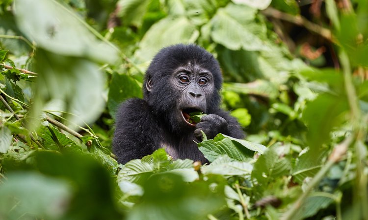 Möten med bergsgorillorna i Bwindi är en av resans givna höjdpunkter