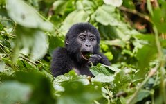 Möten med bergsgorillorna i Bwindi är en av resans givna höjdpunkter