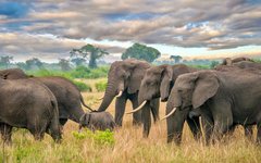 Det finns gott om elefanter i Queen Elizabeth nationalpark