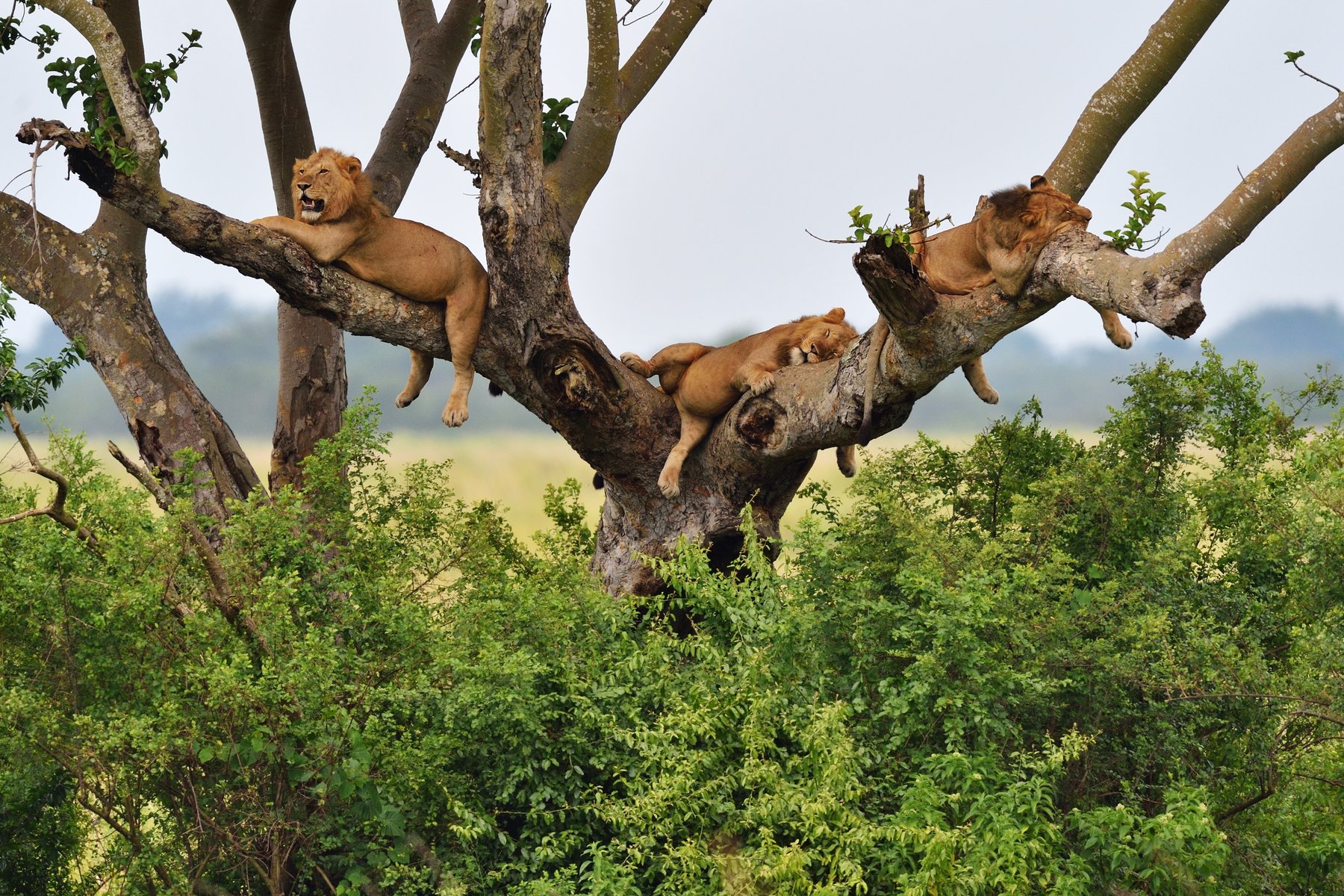 Lejonen som vilar i trädkronorna i Queen Elizabeth nationalpark är en speciell syn