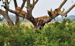 Lejonen som vilar i trädkronorna i Queen Elizabeth nationalpark är en speciell syn