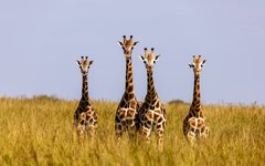 Resa Uganda giraffer
