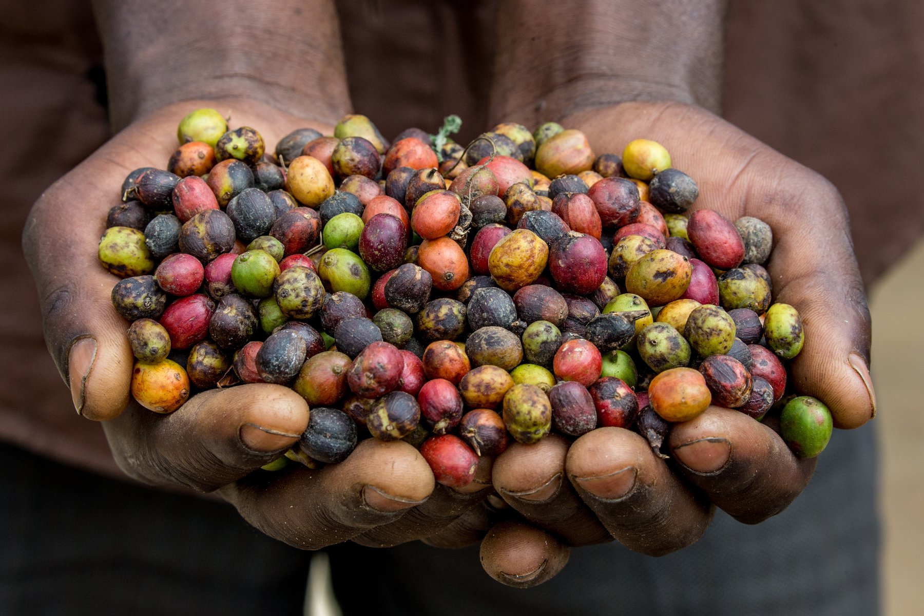 Du besöker ett kaffeplantage i Rwanda