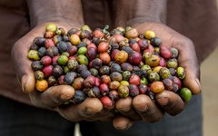 Du besöker ett kaffeplantage i Rwanda
