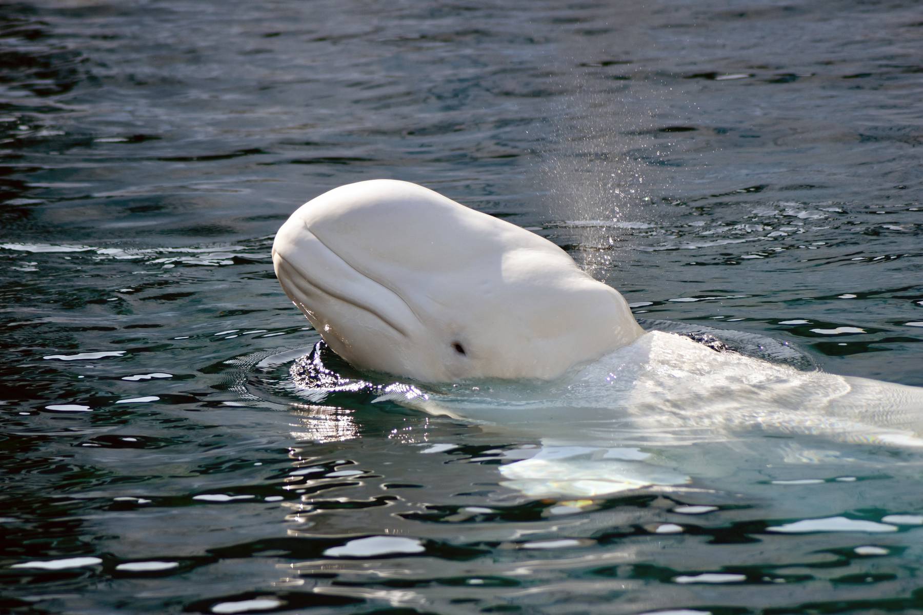 Under resan till Vita Havet får du se vitvalarna beluga