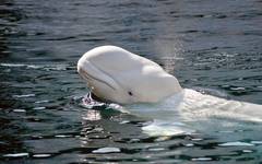 Under resan till Vita Havet får du se vitvalarna beluga