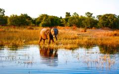 Elefanterna kommer till vattenkällorna längs Zambezi