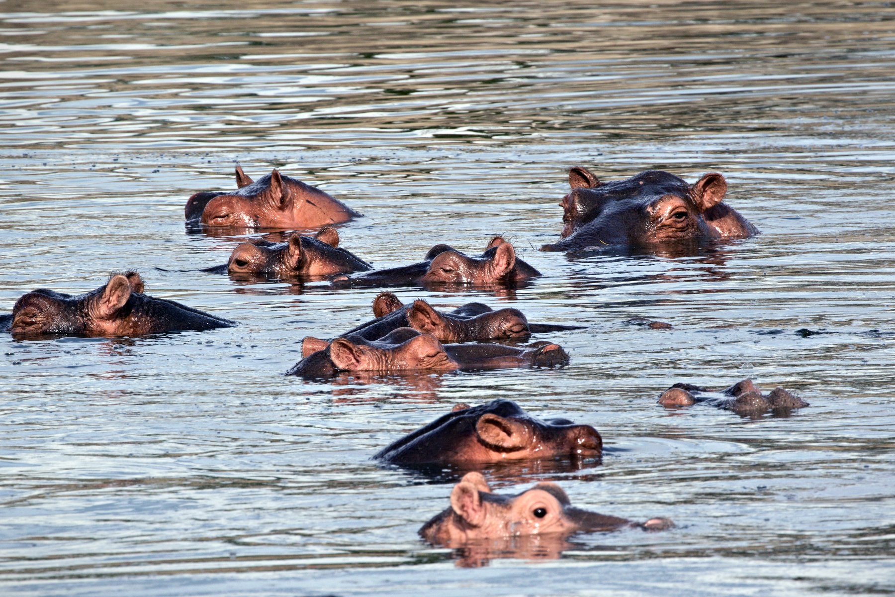 Du spanar efter vilda djur i Nyerere nationalpark