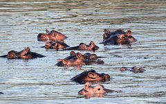 Du spanar efter vilda djur i Nyerere nationalpark