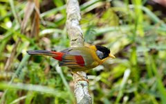 Silverörad sångtimalia i Fraser's Hill