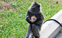 Söta silverlangurer i naturreservatet Kuala Selangor