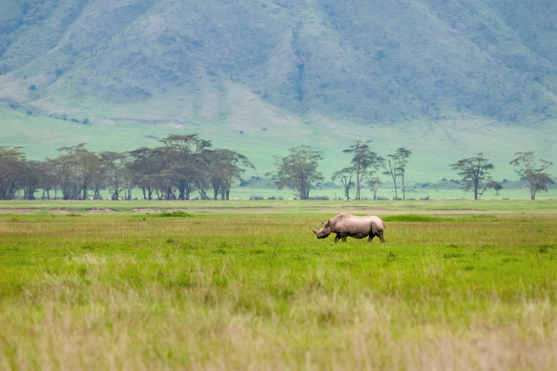 Svart noshörning vid Ngorongoro