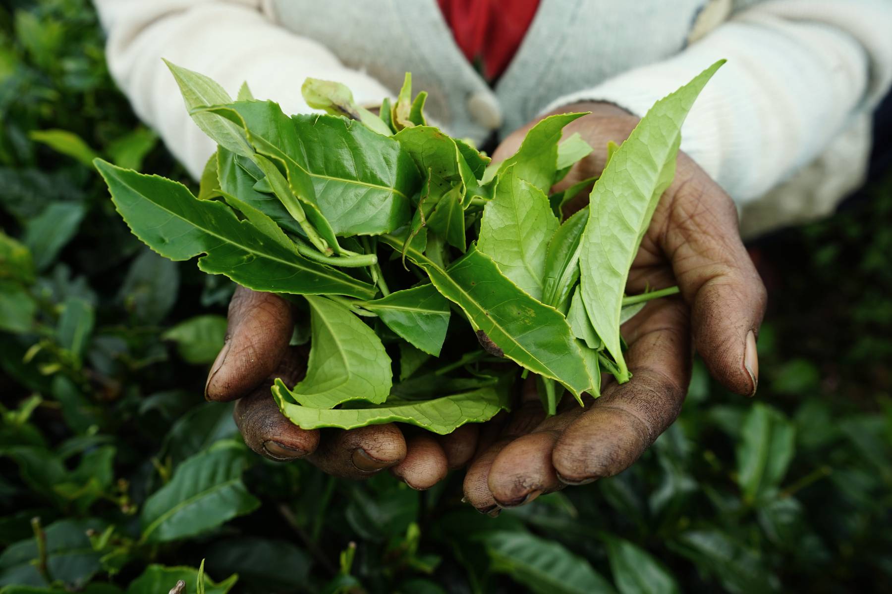 Darjeeling är Indiens temecka