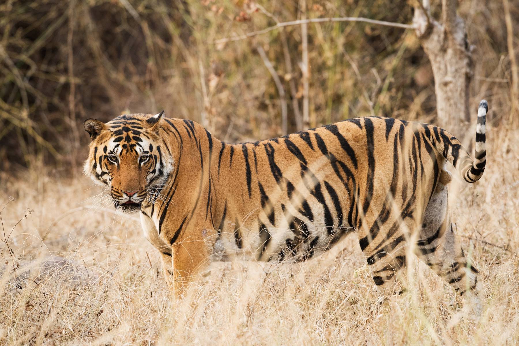 Tiger i Manas nationalpark