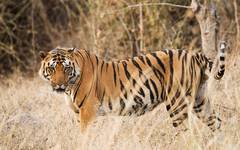 Tiger i Manas nationalpark